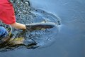 BarraFeed (23)